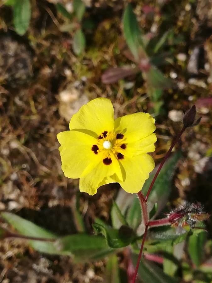 Tuberaria guttata