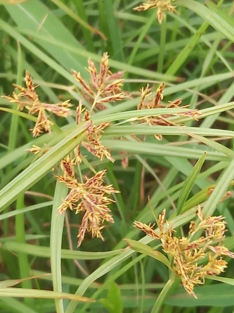 Cyperus longus