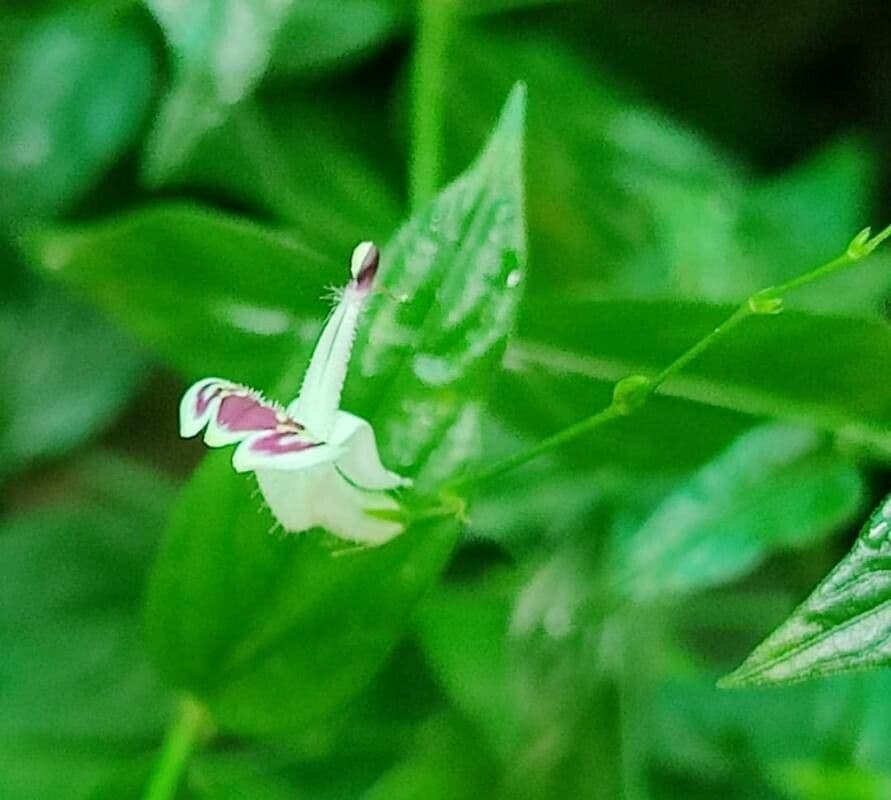 Andrographis paniculata