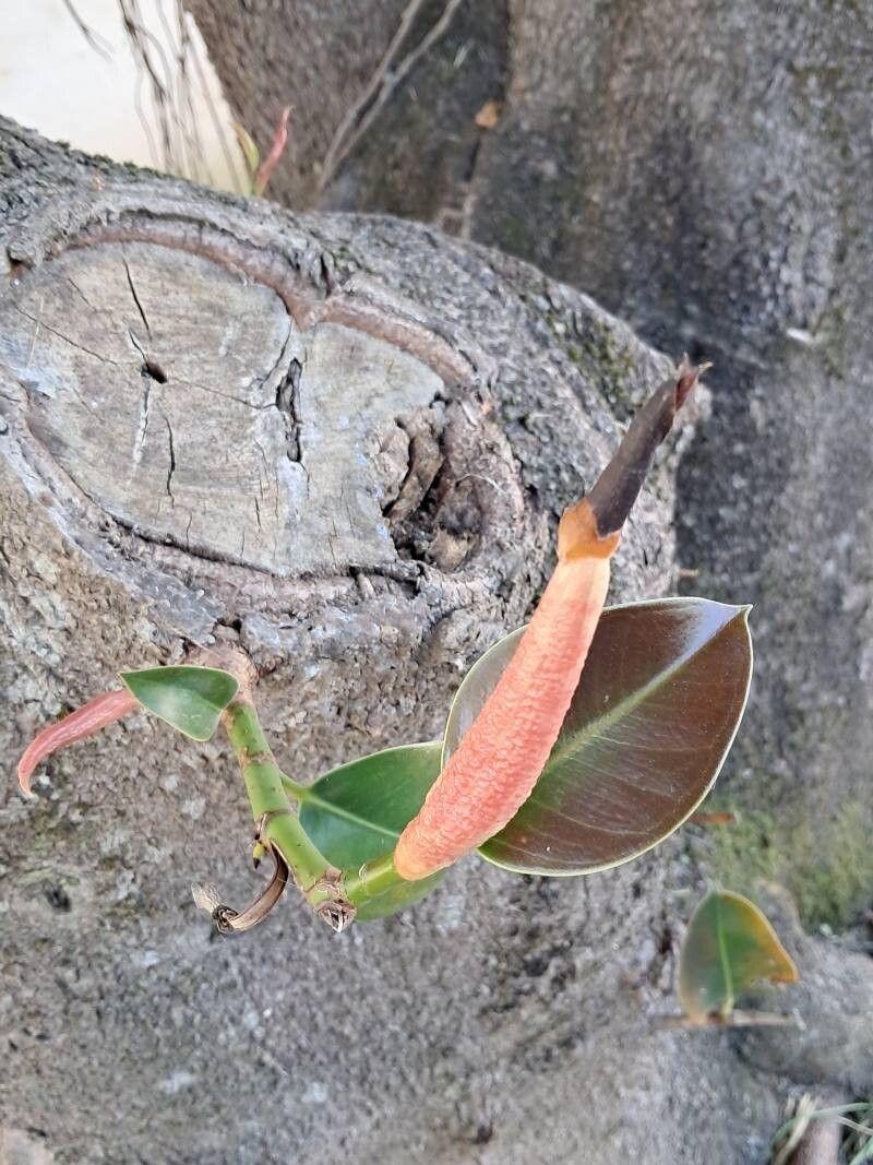 Ficus elastica