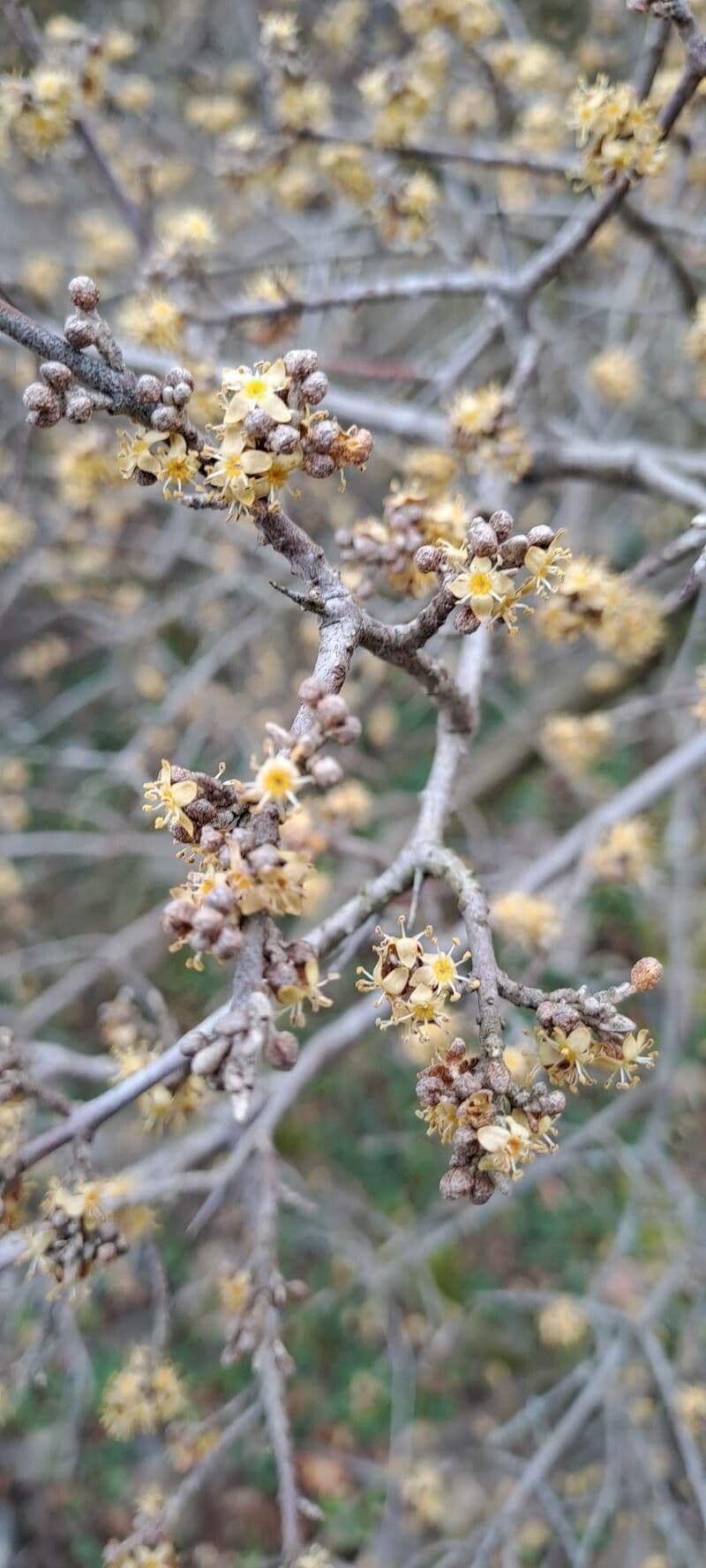 Shepherdia argentea