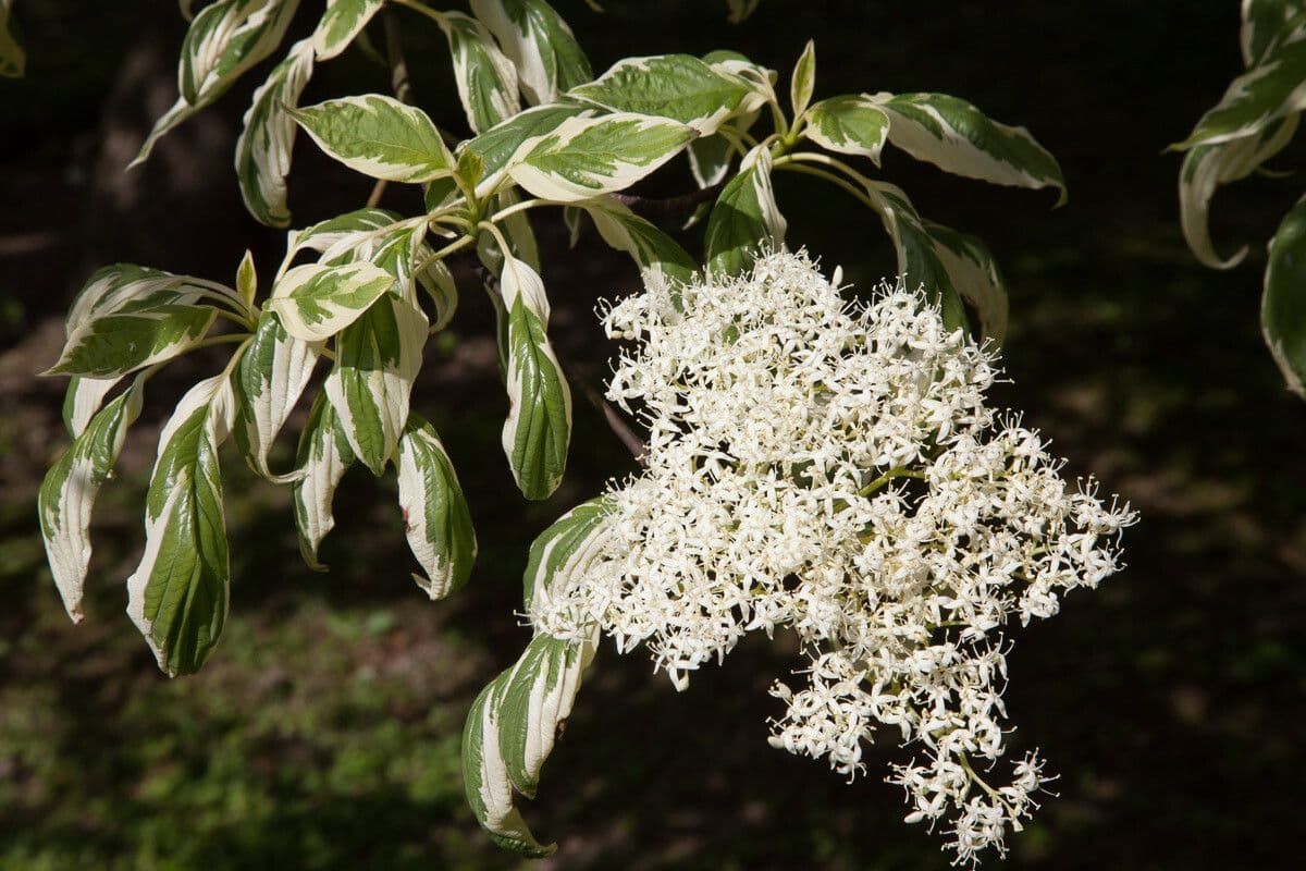 Cornus controversa