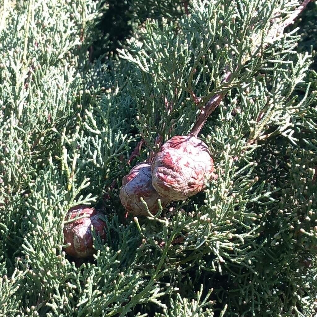 Cupressus sempervirens