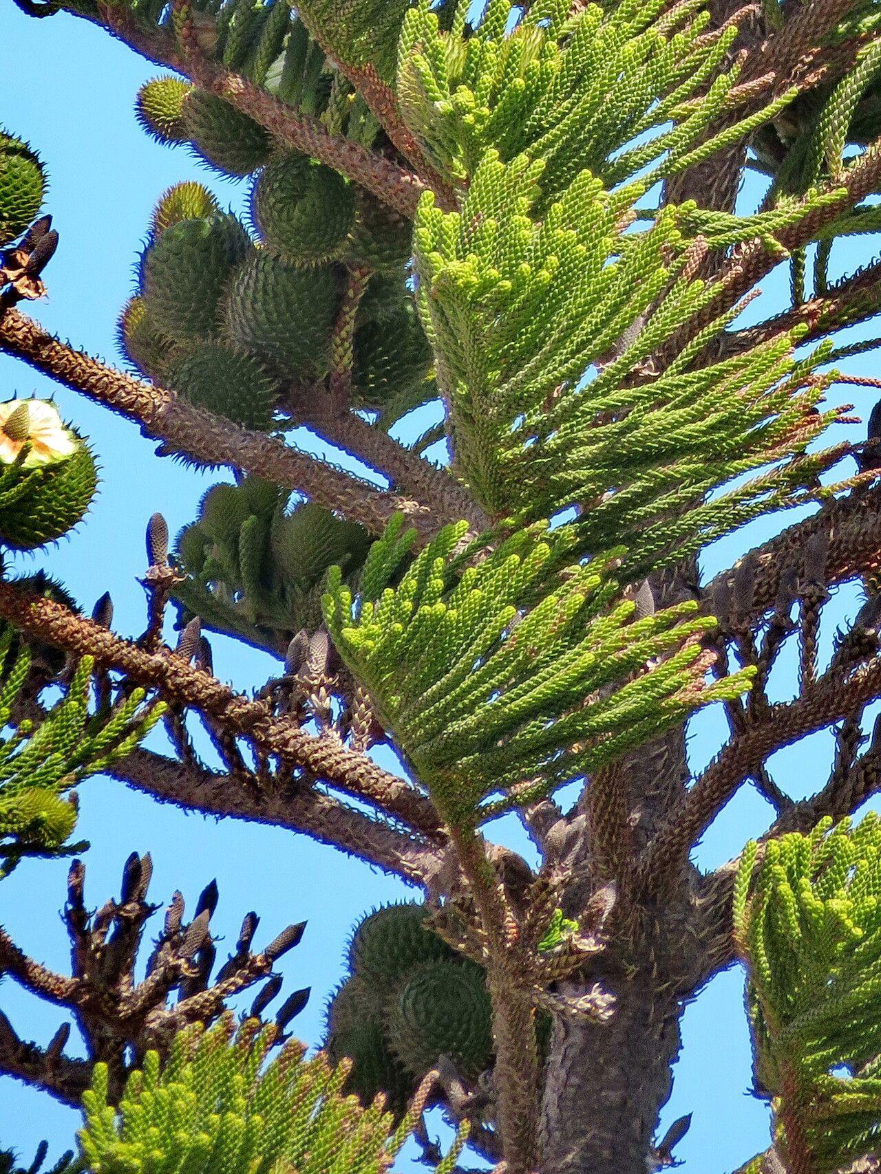 Araucaria heterophylla