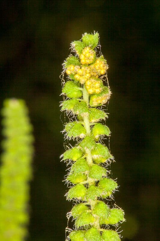 Ambrosia artemisiifolia