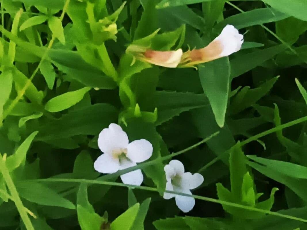 Gratiola officinalis