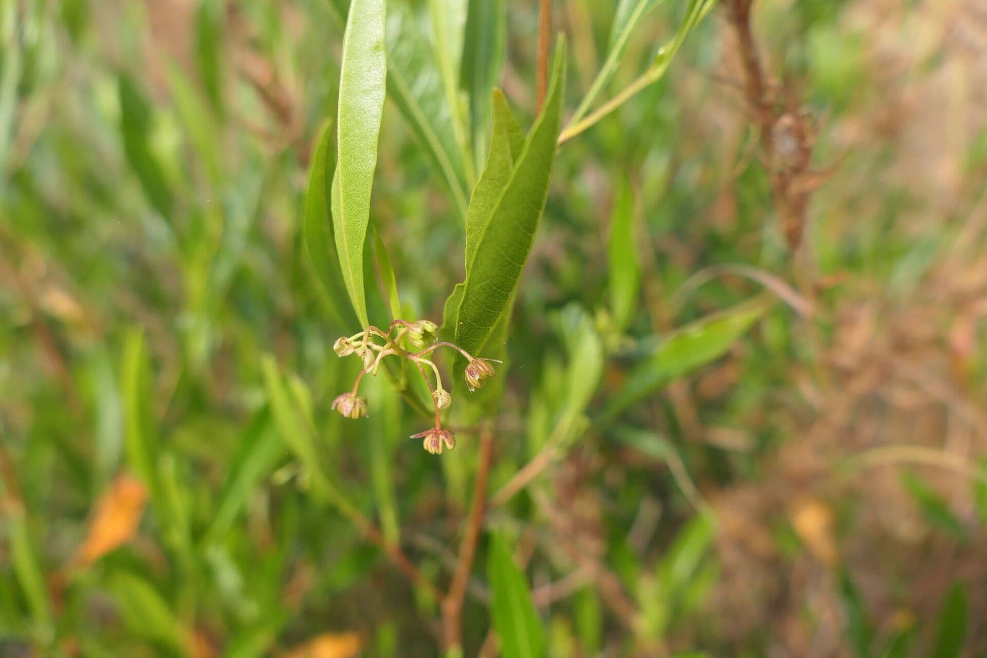 Dodonaea viscosa