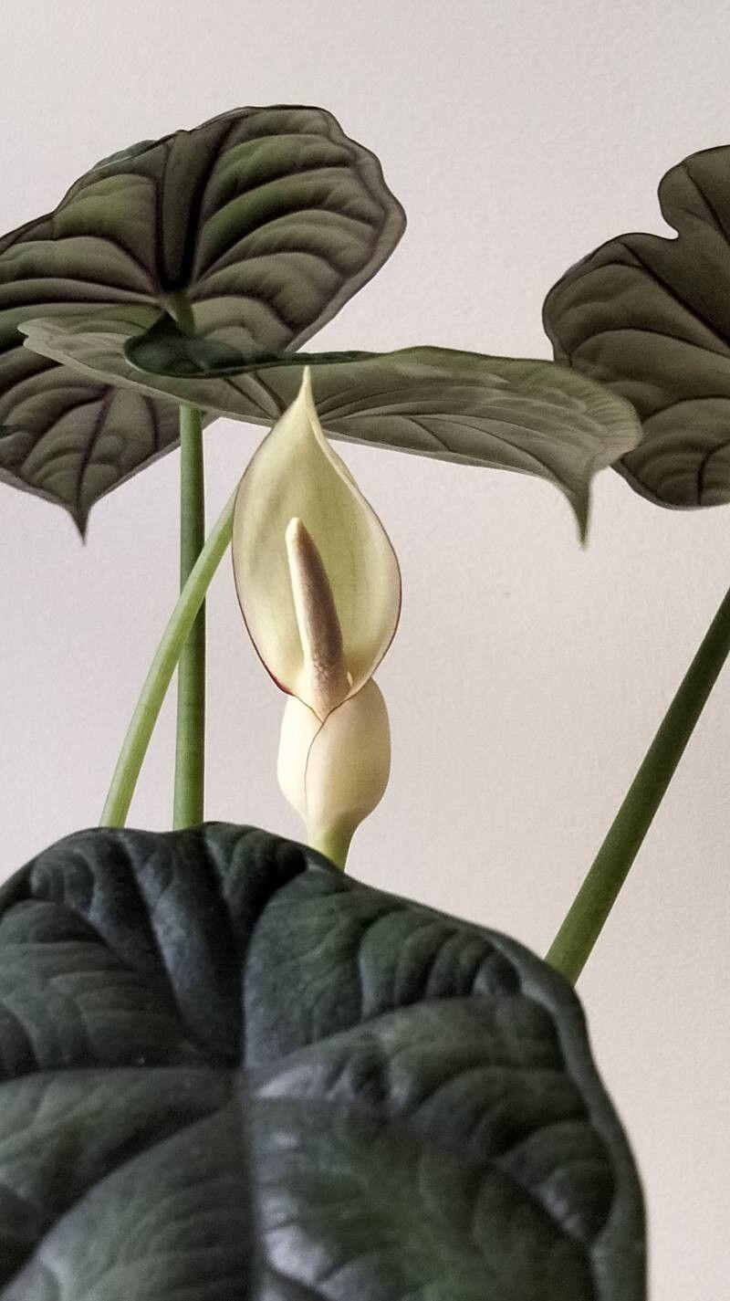 Alocasia baginda