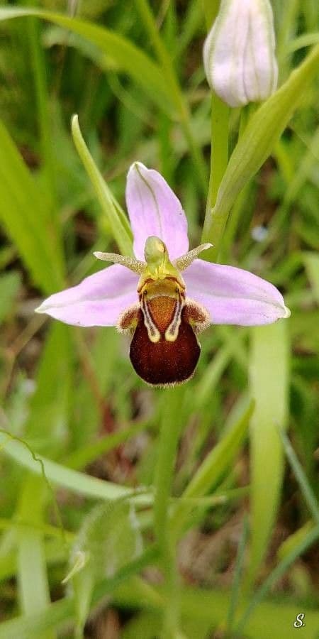 Ophrys apifera