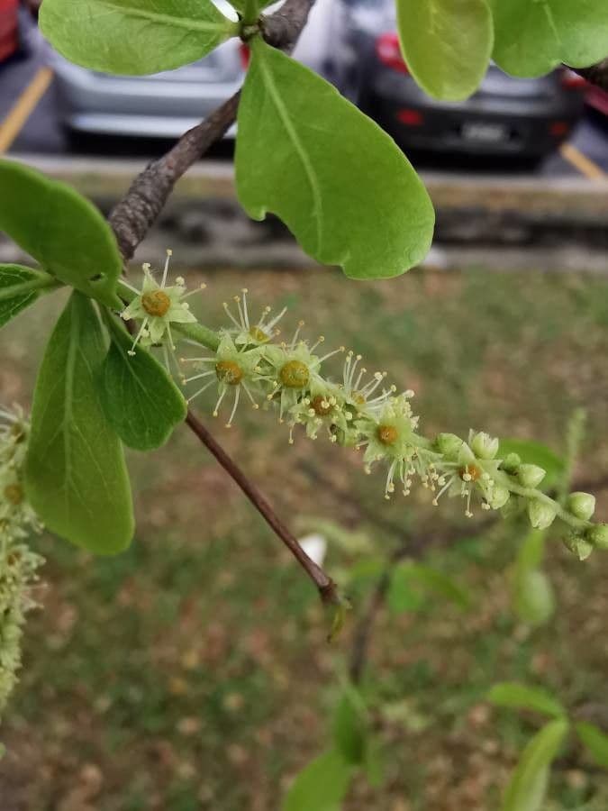 Terminalia mantaly