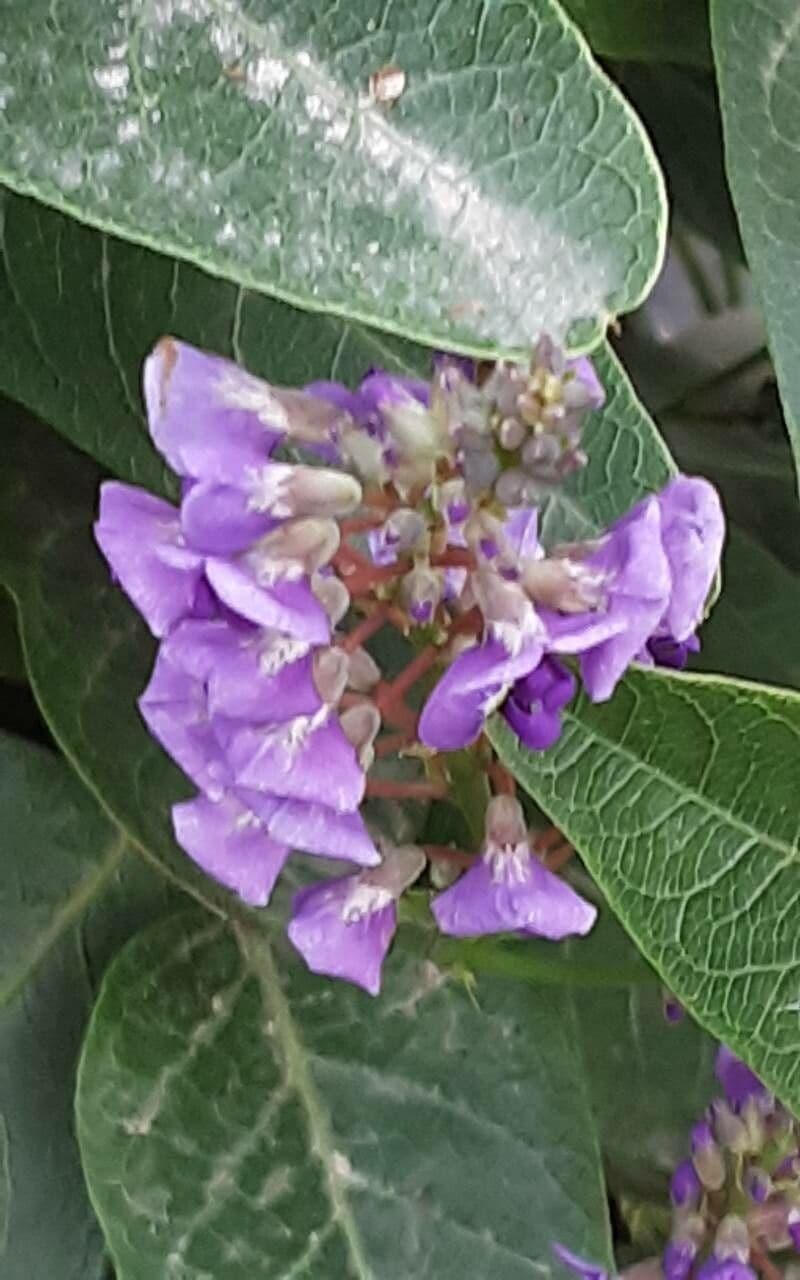 Hardenbergia violacea