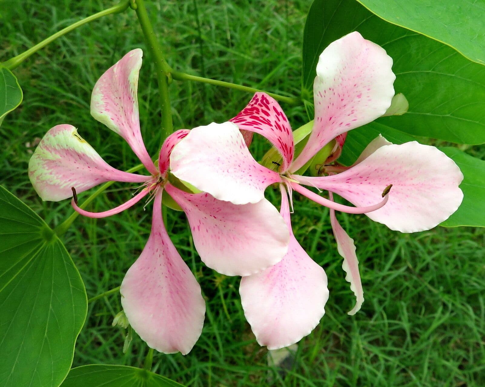 Bauhinia variegata