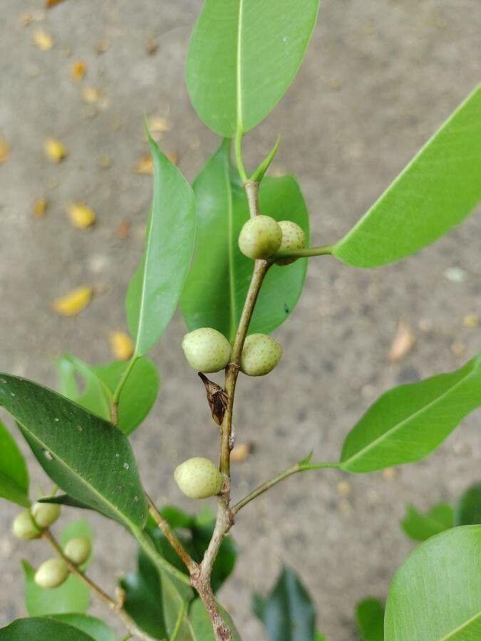 Ficus benjamina