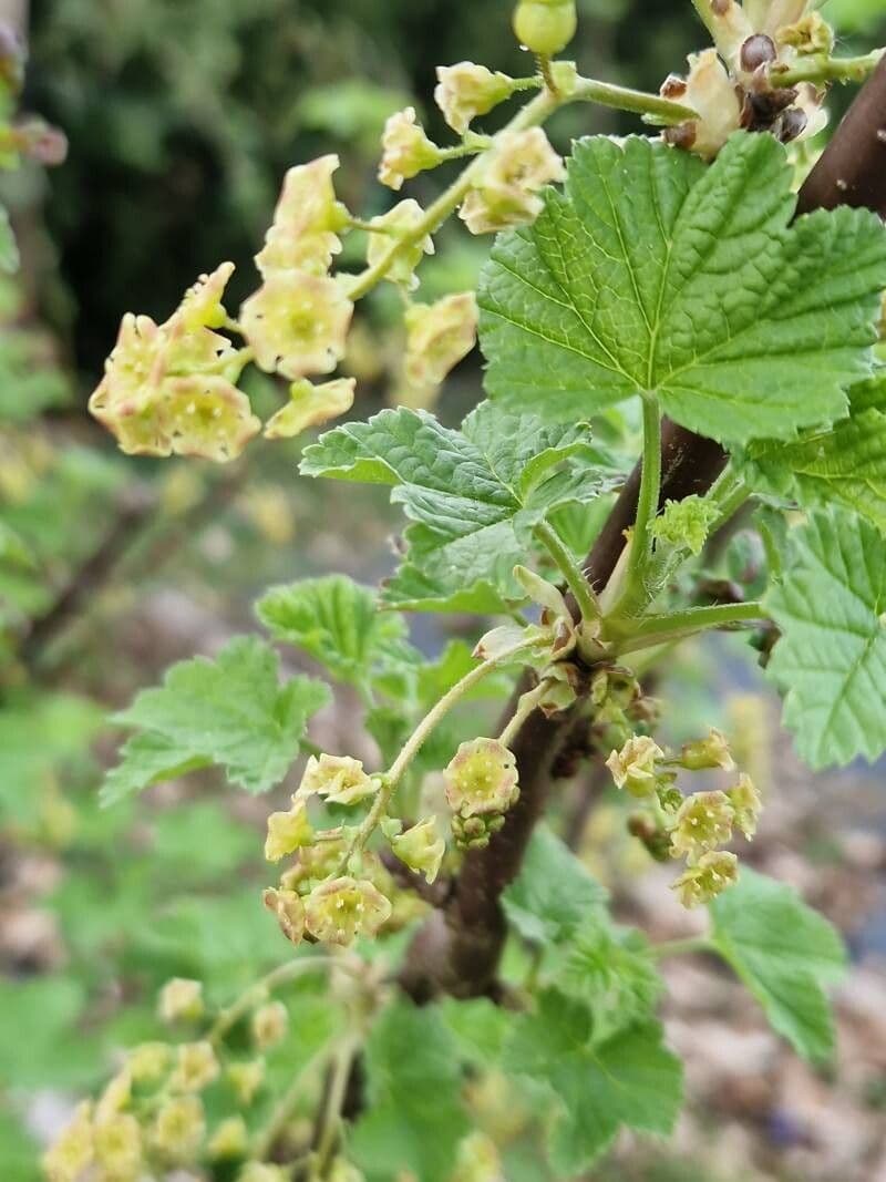 Ribes rubrum