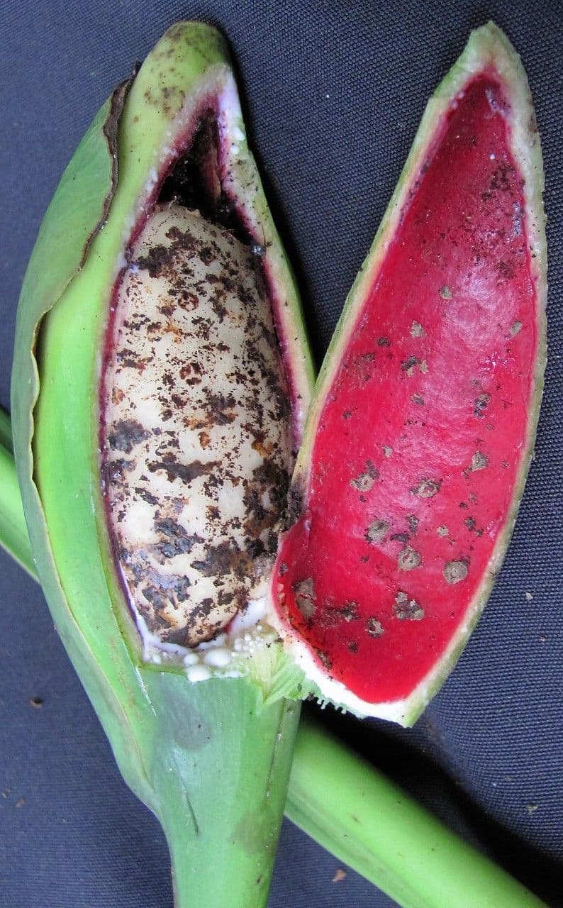 Syngonium hoffmannii
