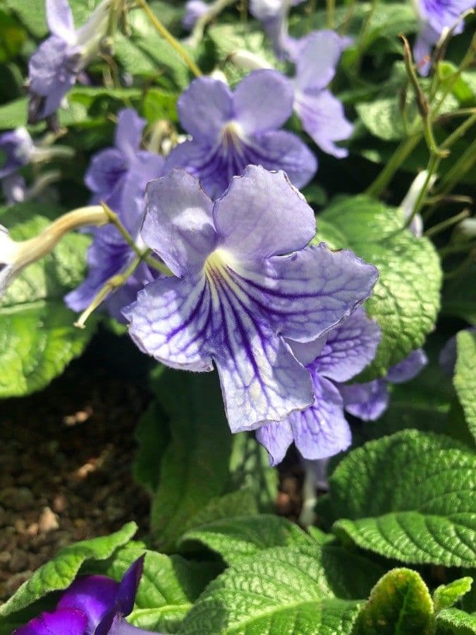 Streptocarpus saxorum