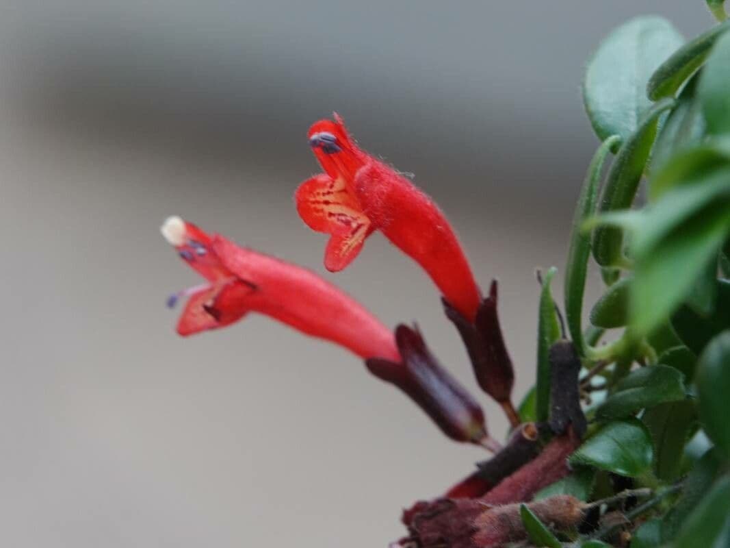 Aeschynanthus radicans