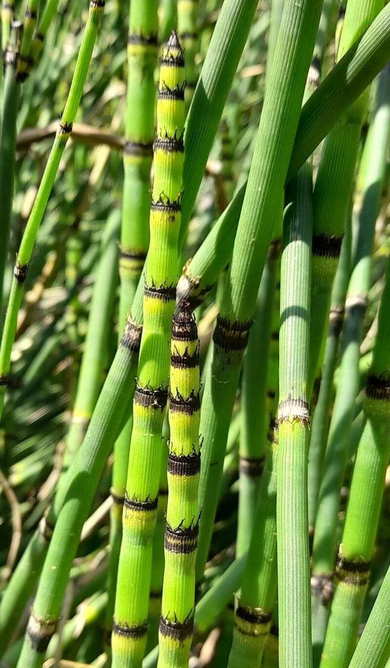 Equisetum hyemale