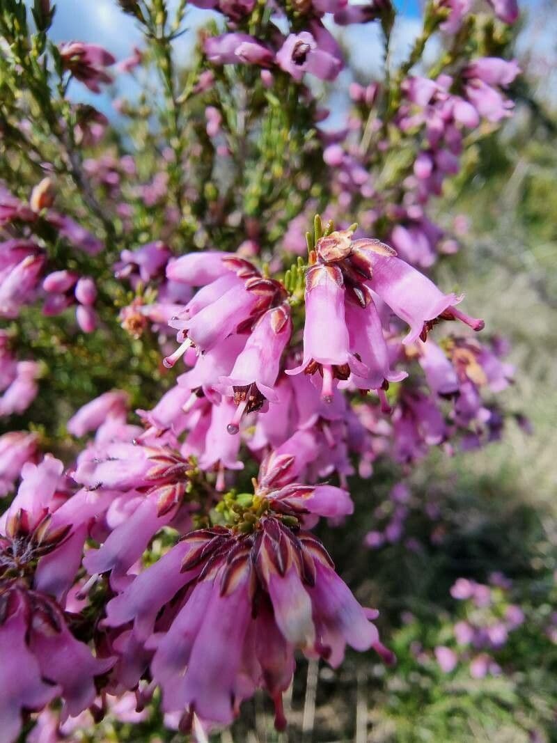 Erica australis