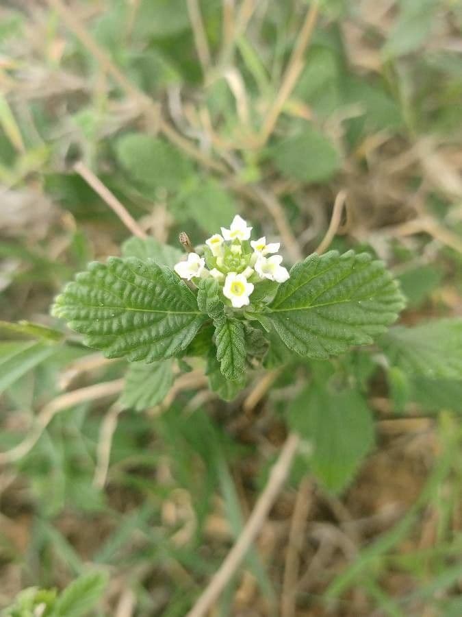 Lantana viburnoides