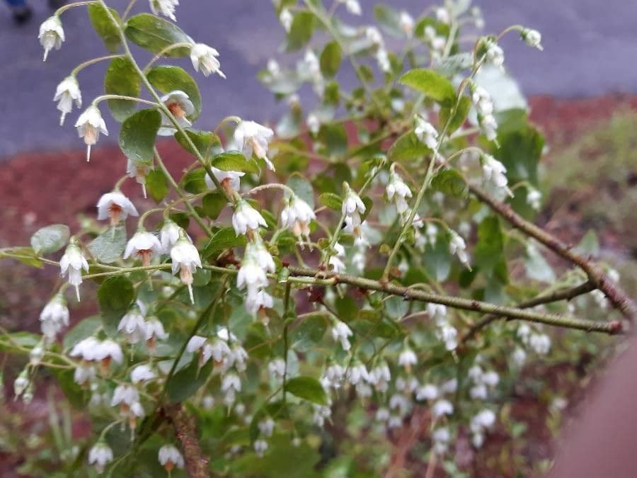 Vaccinium stamineum