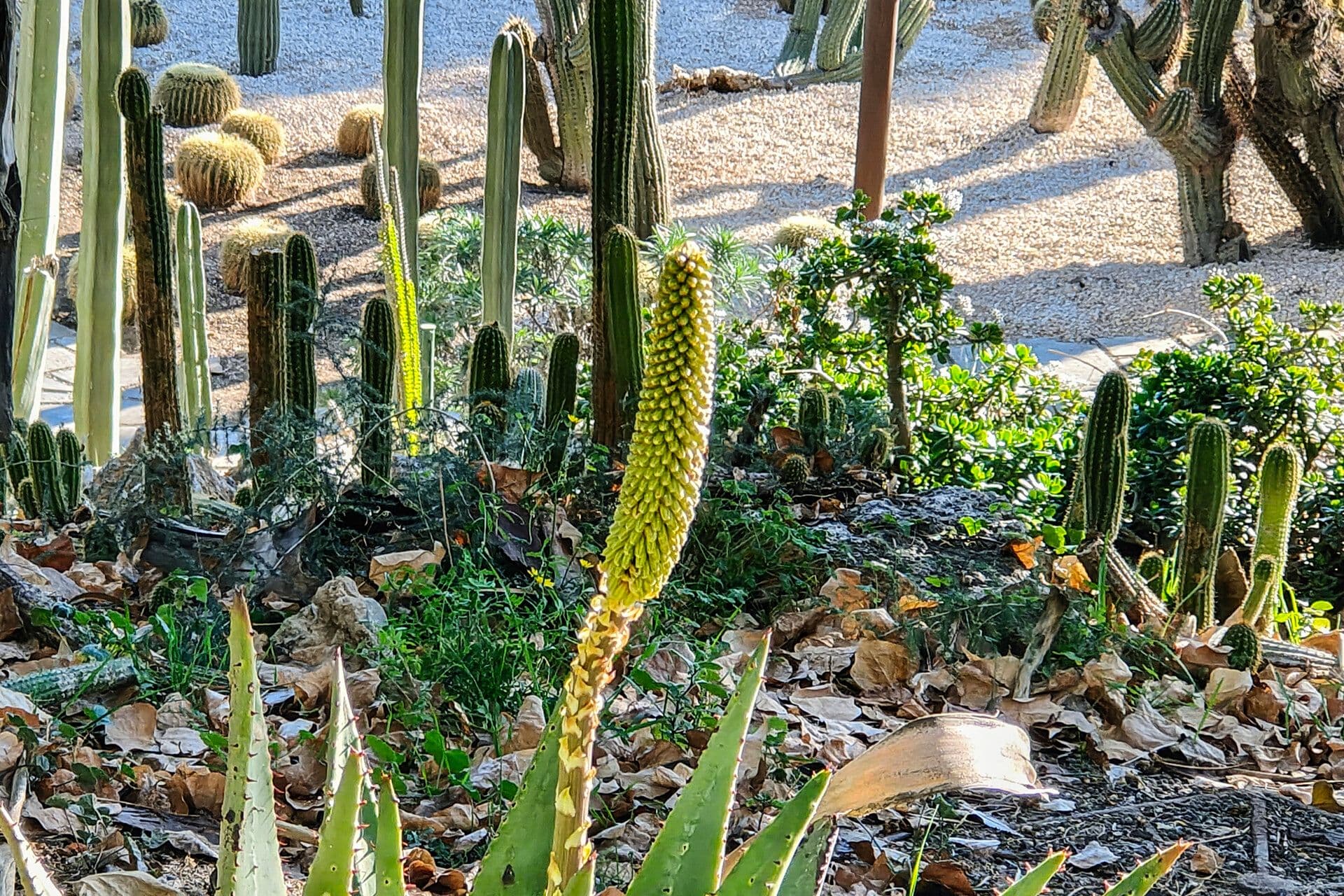 Aloe aculeata