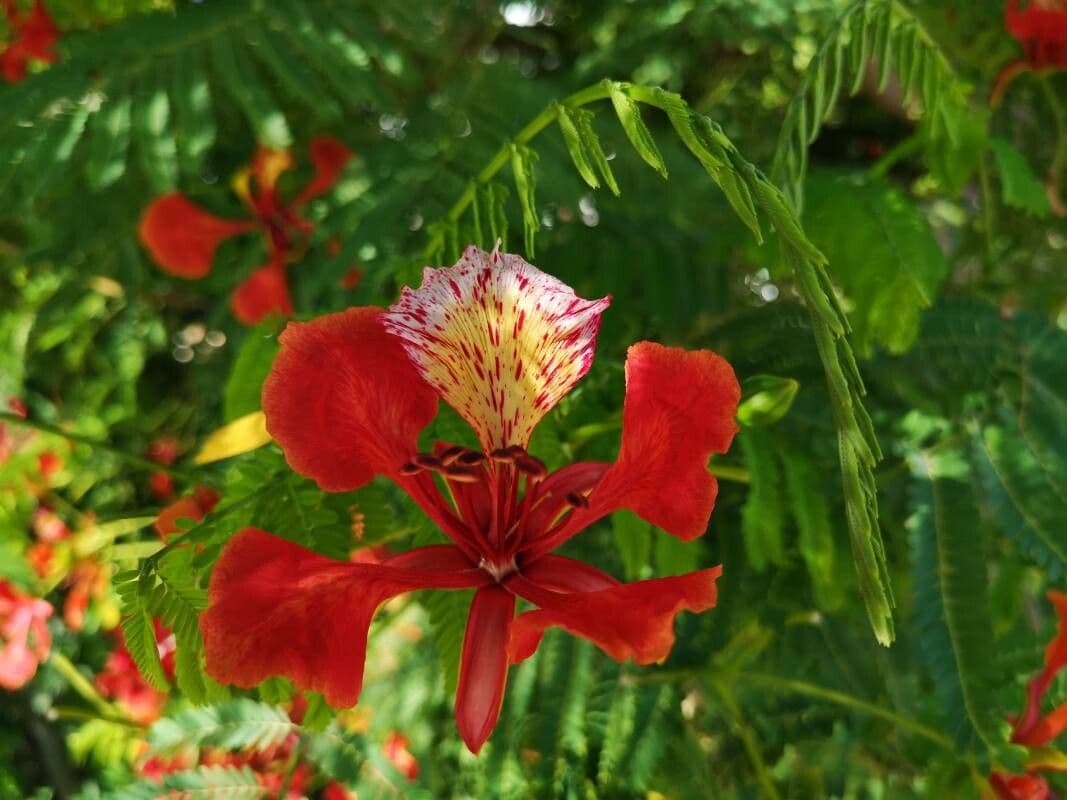 Delonix regia