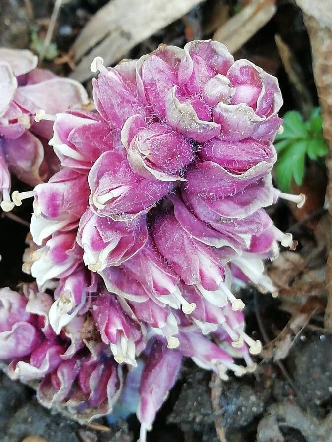 Lathraea squamaria