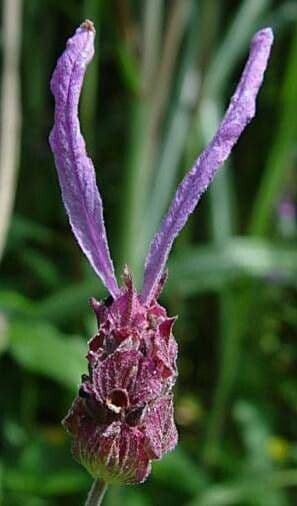 Lavandula pedunculata