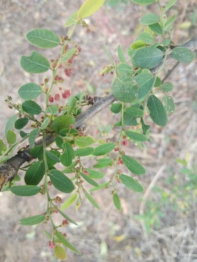 Phyllanthus reticulatus