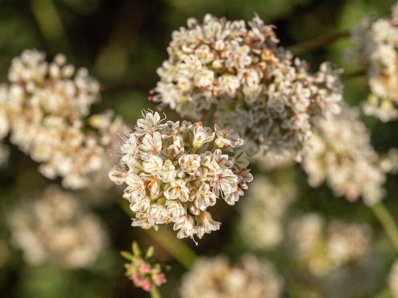 Eriogonum fasciculatum