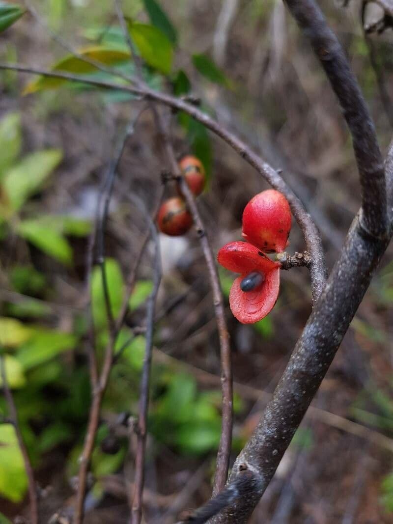 Xylopia frutescens