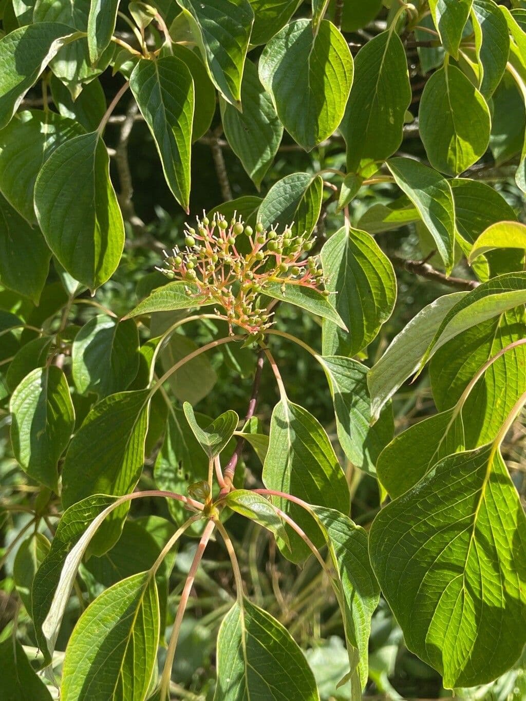 Cornus controversa