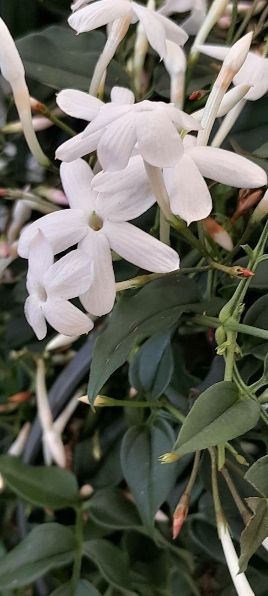 Jasminum polyanthum