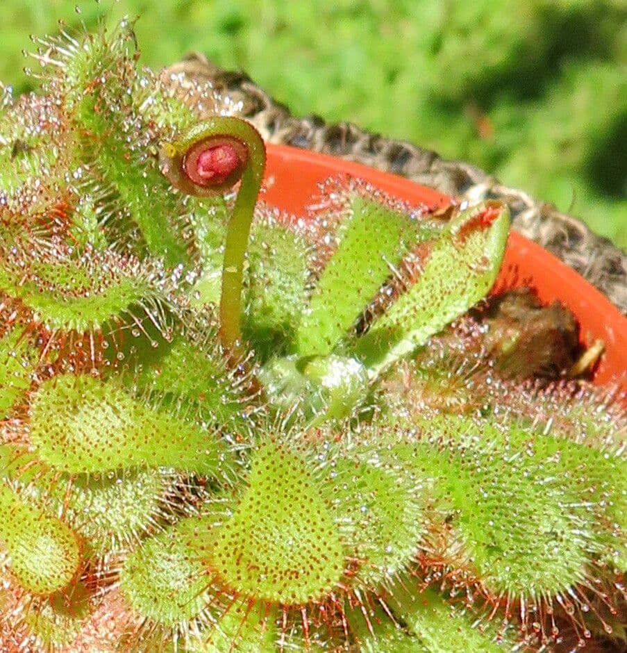 Drosera aliciae