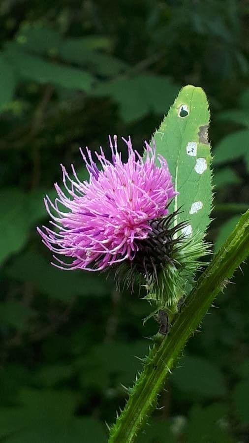 Carduus personata