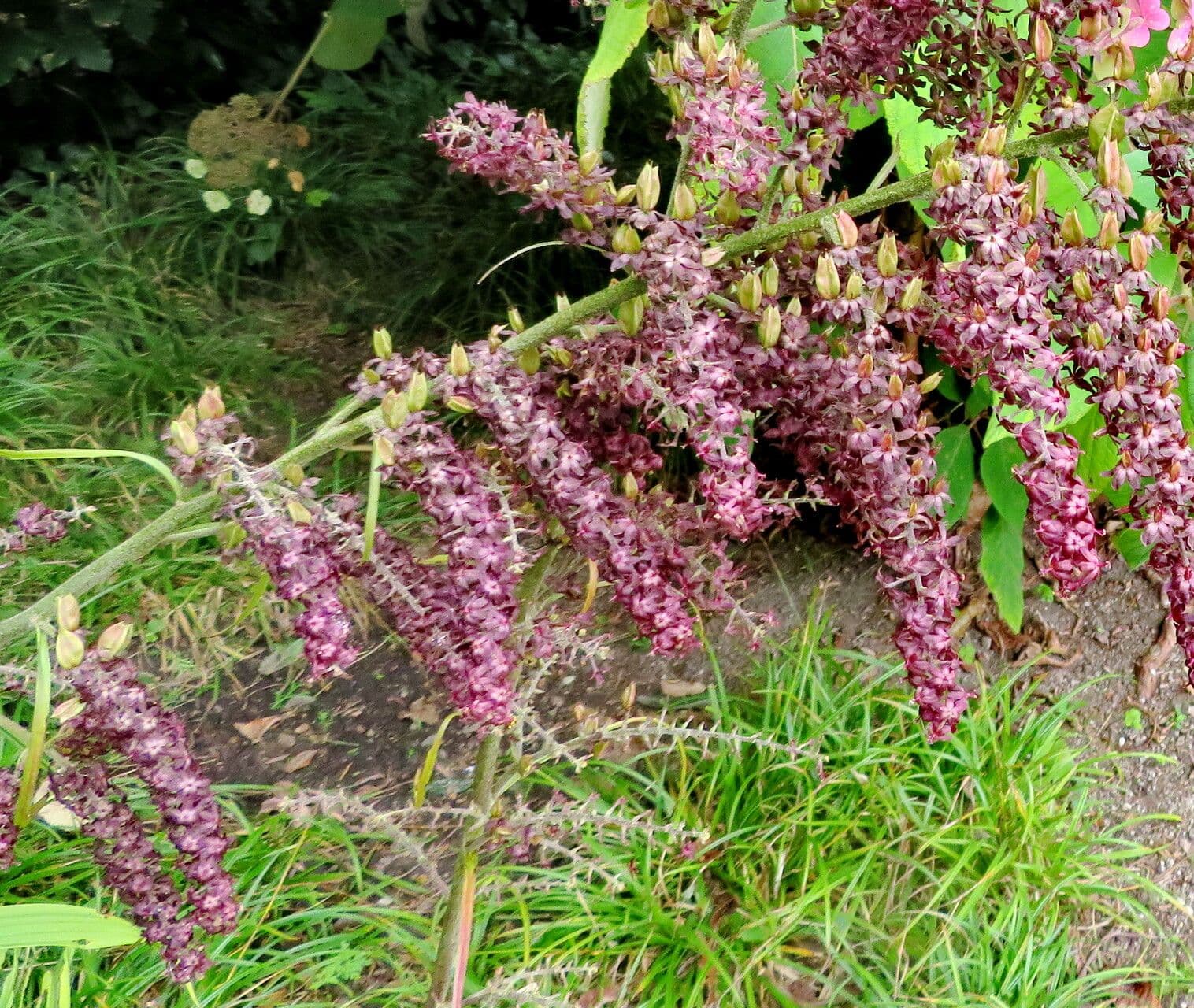 Veratrum nigrum