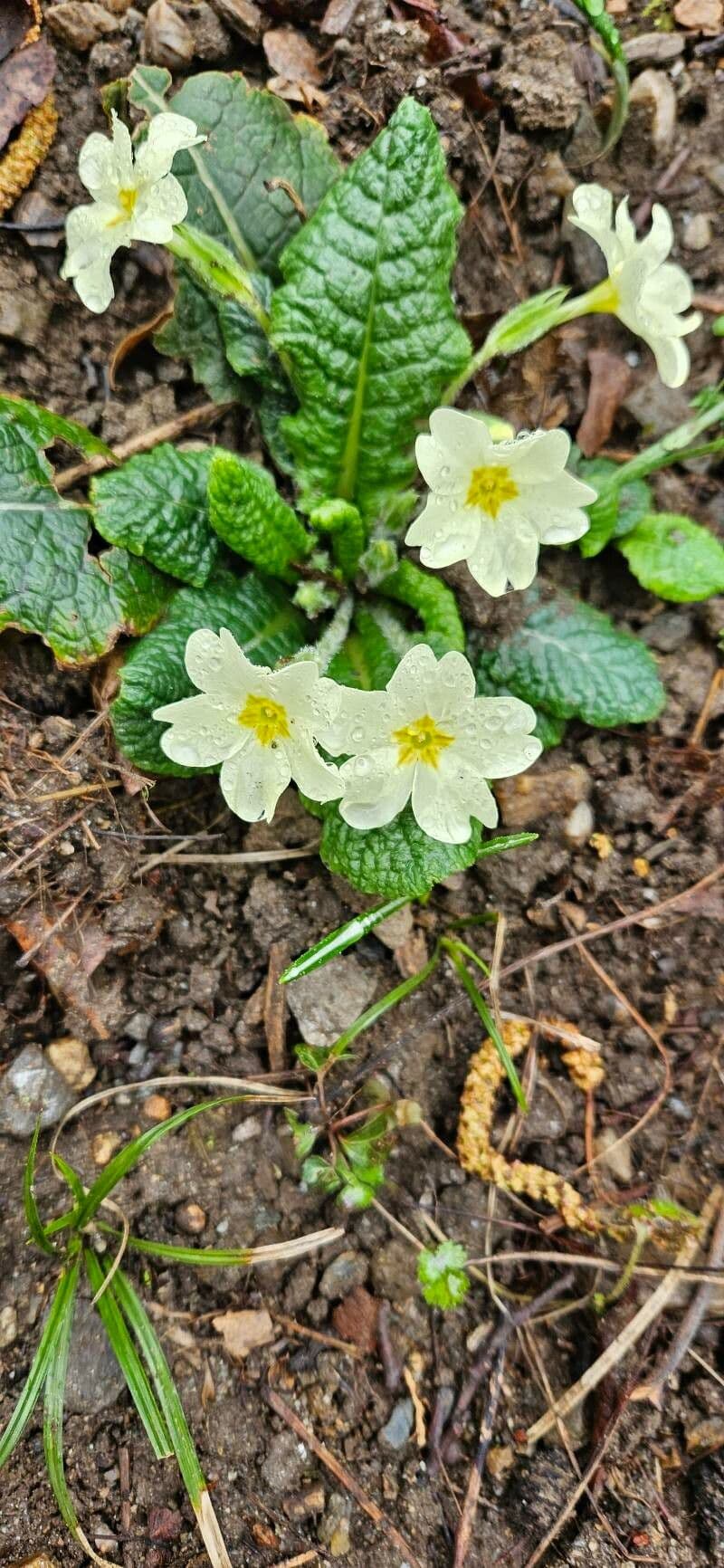 Primula vulgaris