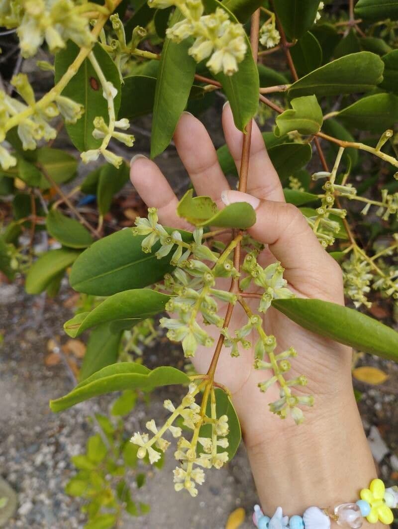 Laguncularia racemosa