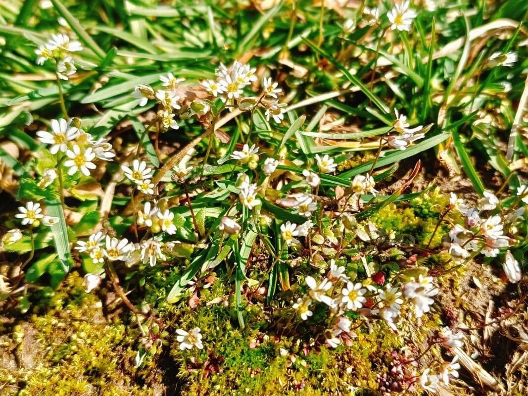 Draba verna