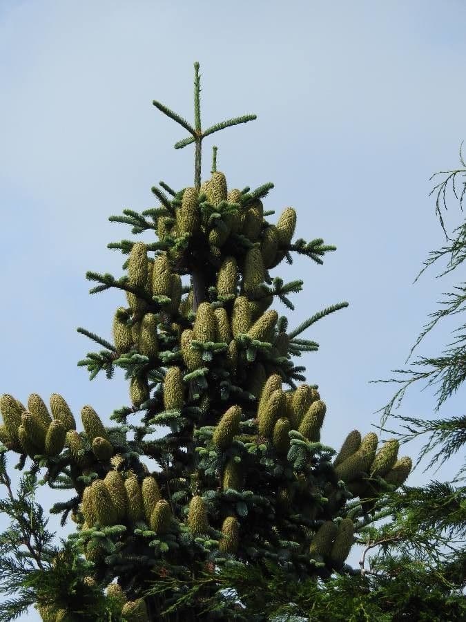 Abies nebrodensis