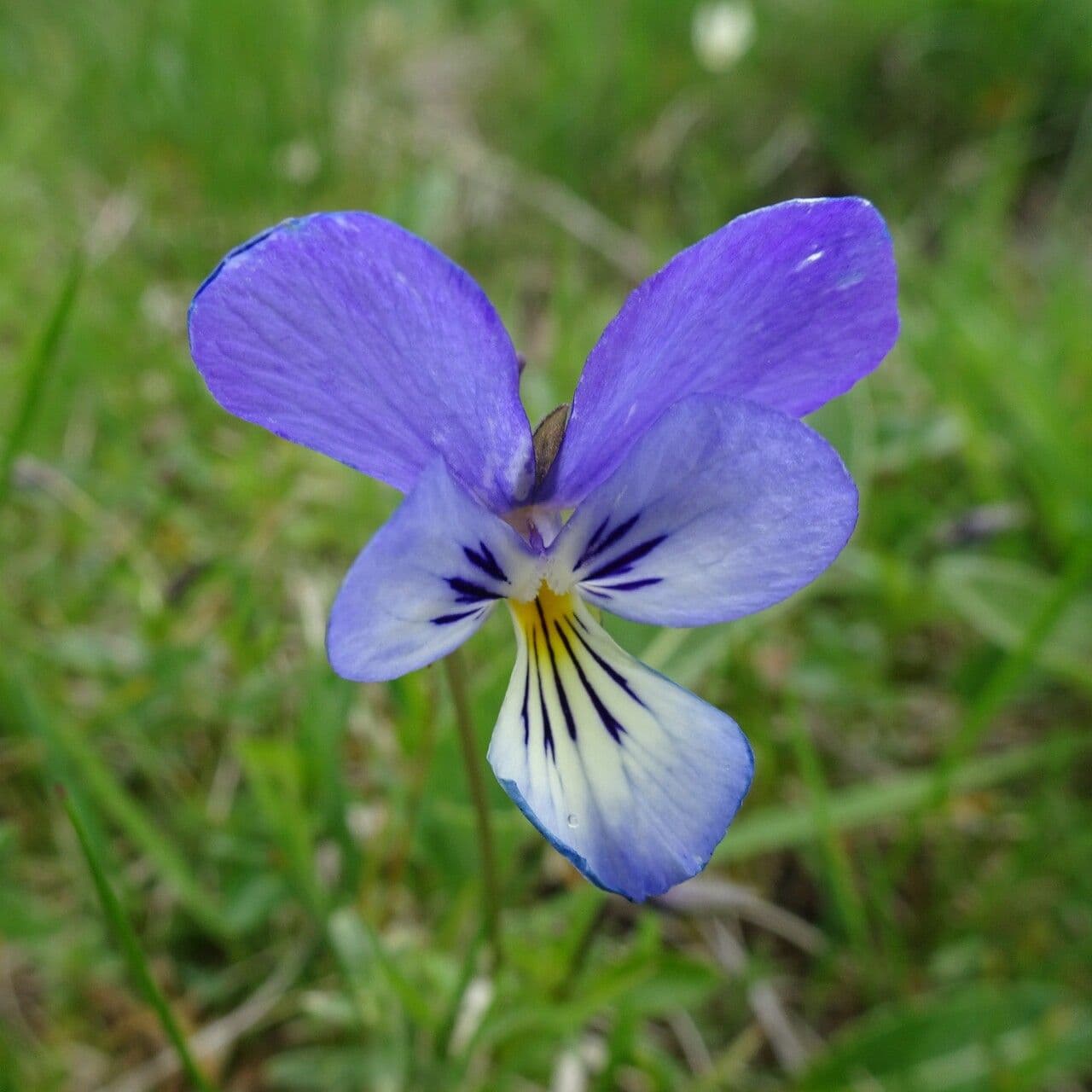 Viola lutea