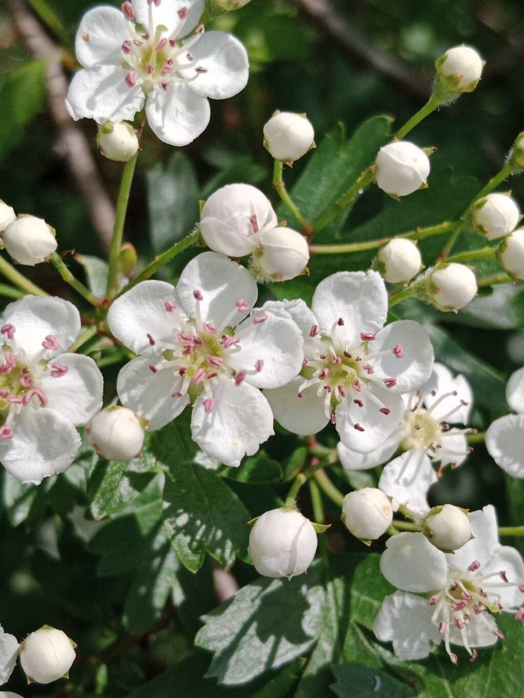 Crataegus azarolus