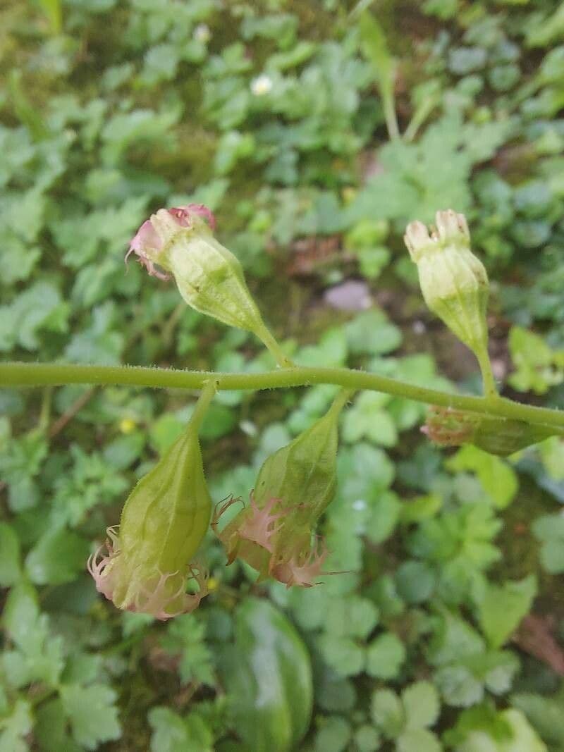 Tellima grandiflora