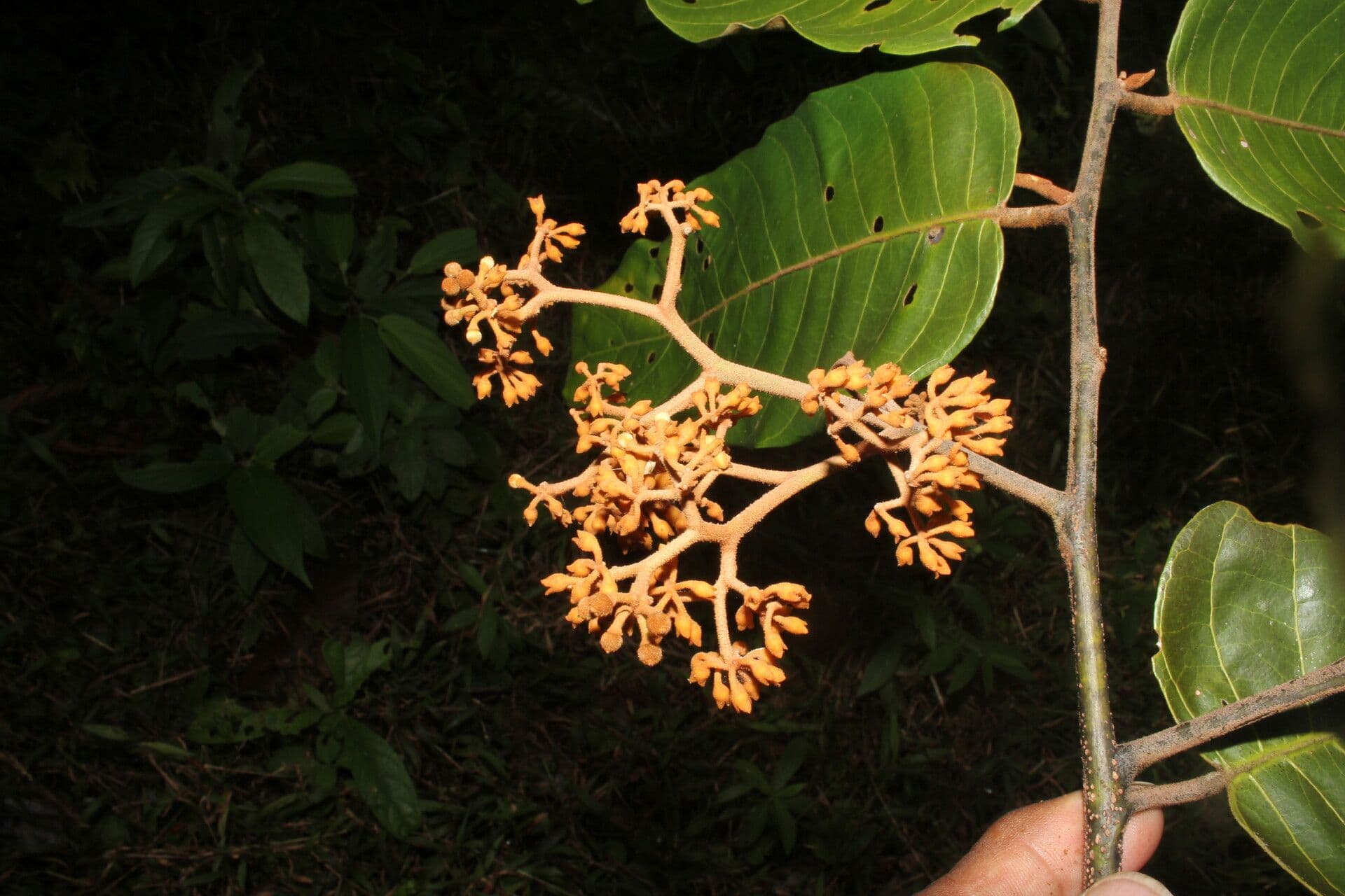 Virola sebifera