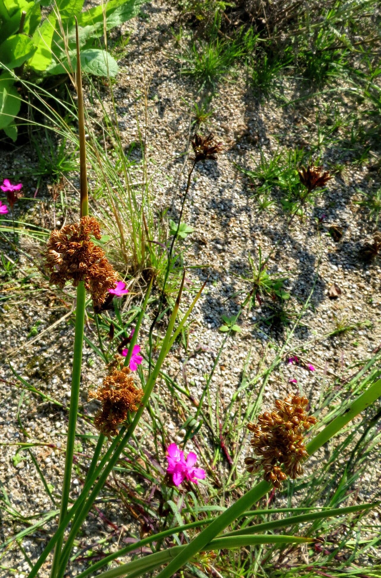 Scirpus atrovirens