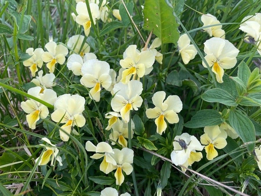 Viola lutea