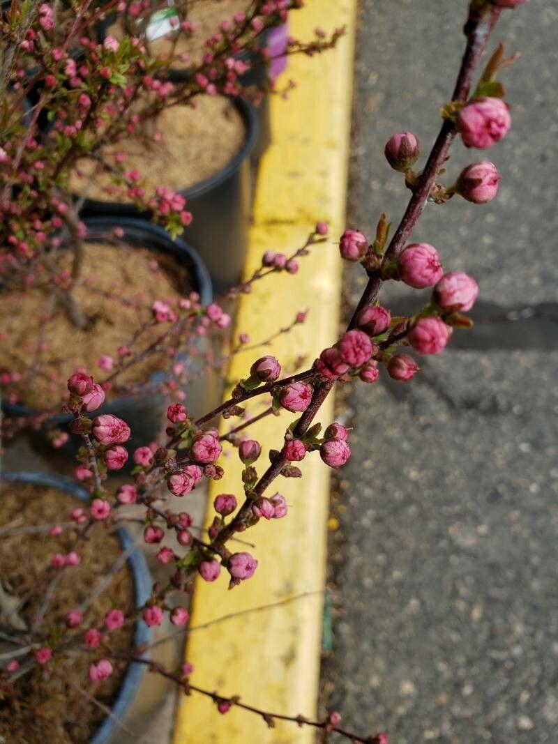 Prunus glandulosa