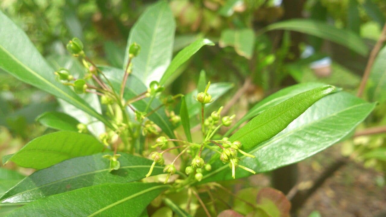 Dodonaea viscosa