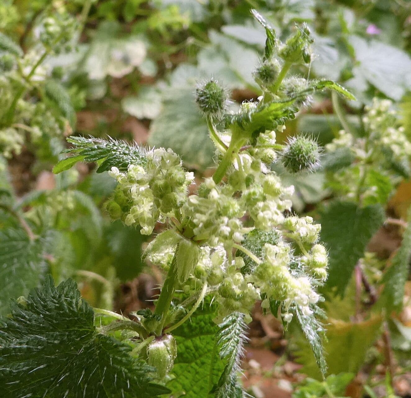 Urtica pilulifera